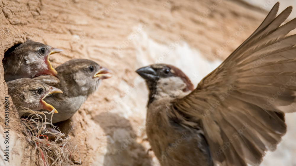 isolated house sparrow feeding its young isolated house sparrow feeding its young