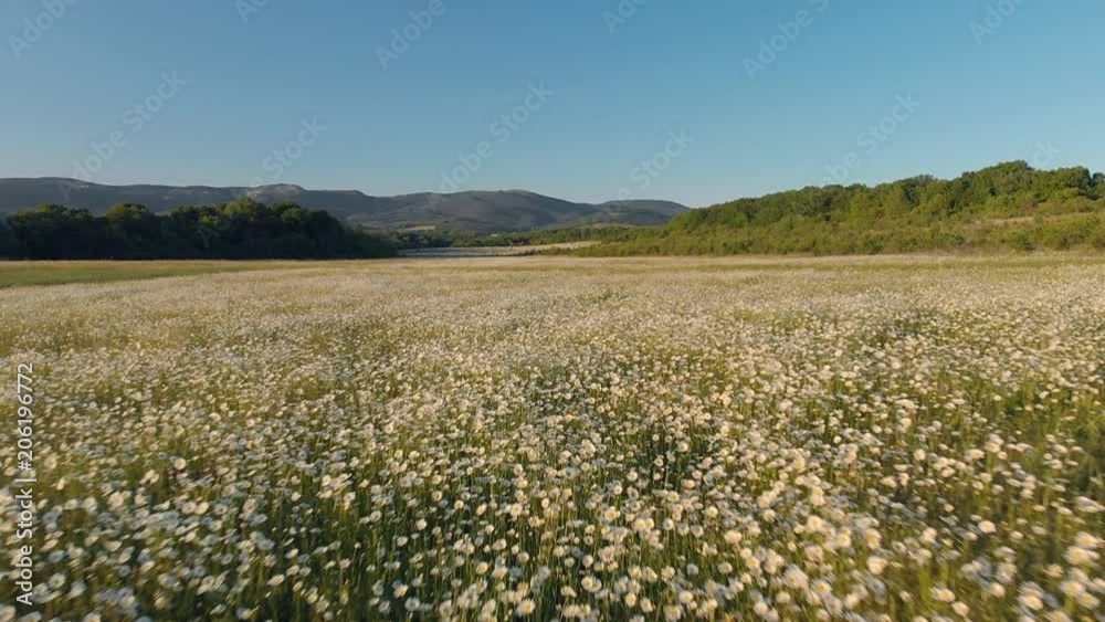 Meadow of spring daisy flowers in mountain. Beautiful aerial nature landscape. Meadow of spring daisy flowers in mountain. Beautiful aerial nature landscape.