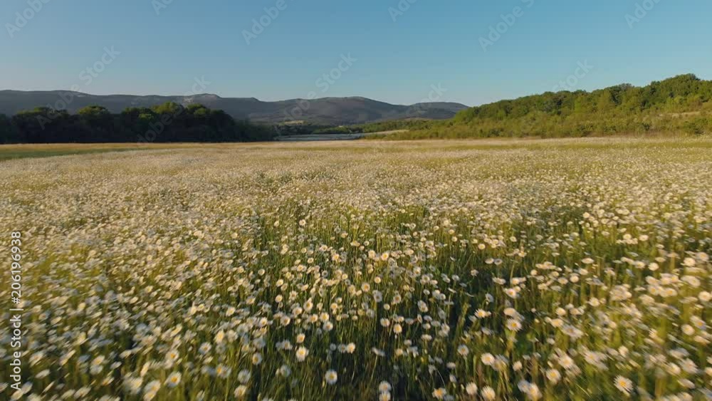 Meadow of spring daisy flowers in mountain. Beautiful aerial nature landscape. Meadow of spring daisy flowers in mountain. Beautiful aerial nature landscape.
