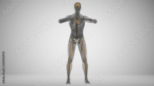 Muscle activity during sit-ups, animation in x-ray style