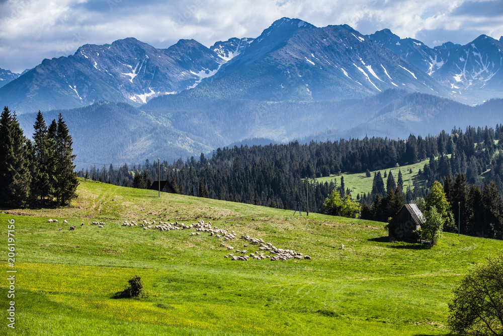 Obraz premium View of Tatra mountains in spring.