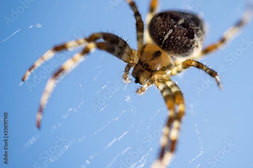 Garden Spider Against Blue Sky