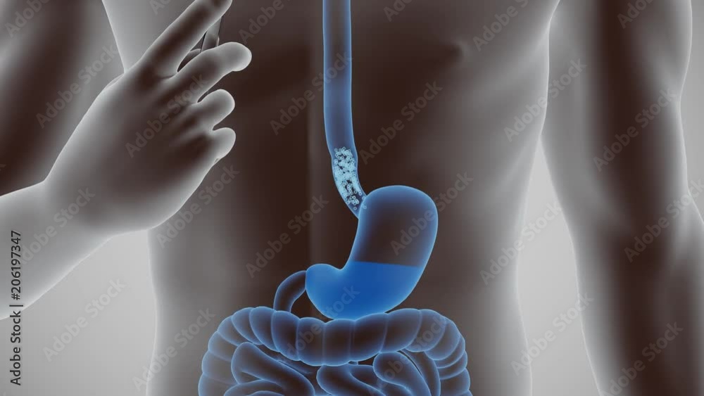 Human body digestive cycle