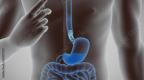 Human body digestive cycle photo