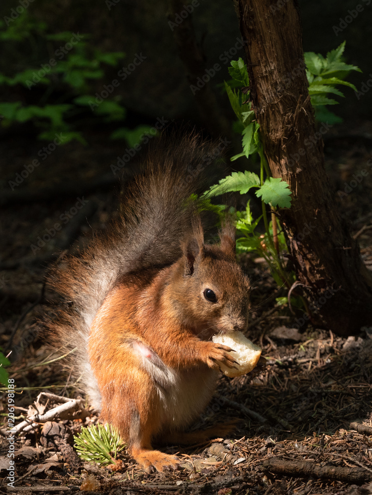 Eating squarrel Eating squarrel
