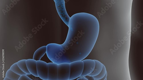 Stomach filling with food closeup