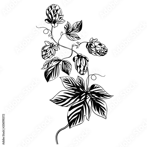 hops plant illustration