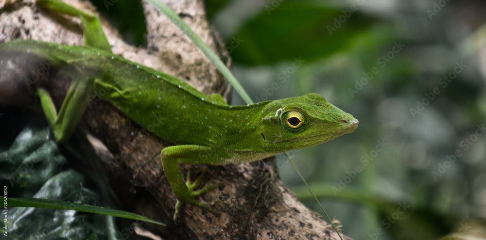 Neotropical green anole - Anolis biporcatus Neotropical green anole - Anolis biporcatus