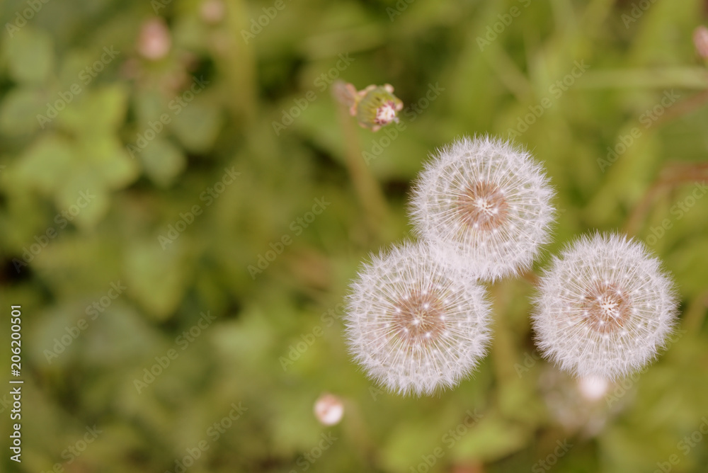 Dandelion flowers on a summer meadow close up Dandelion flowers on a summer meadow close up