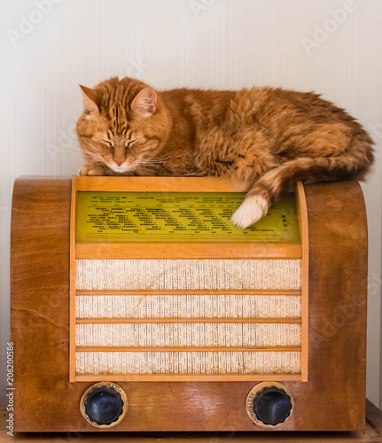 Cat on radio