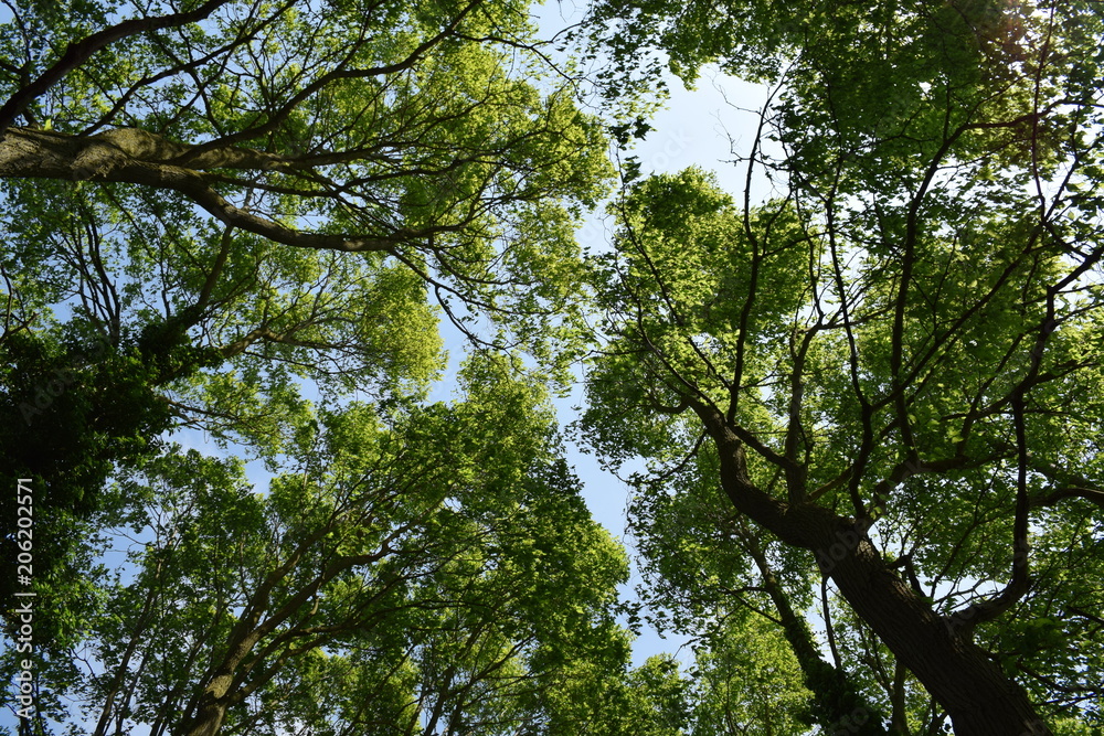 sky trees