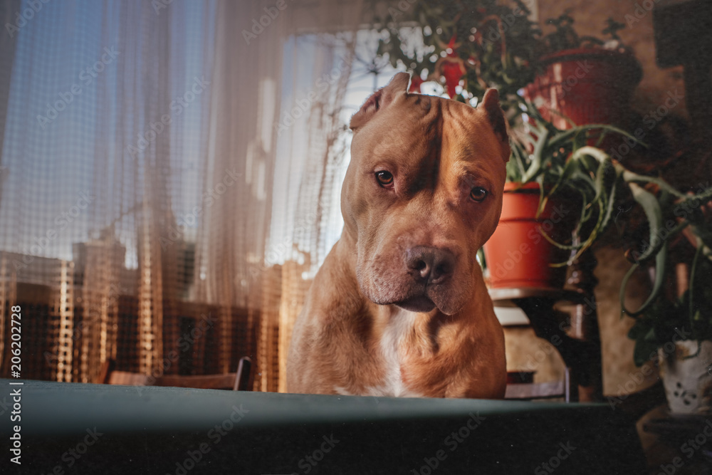 Pitbull at home