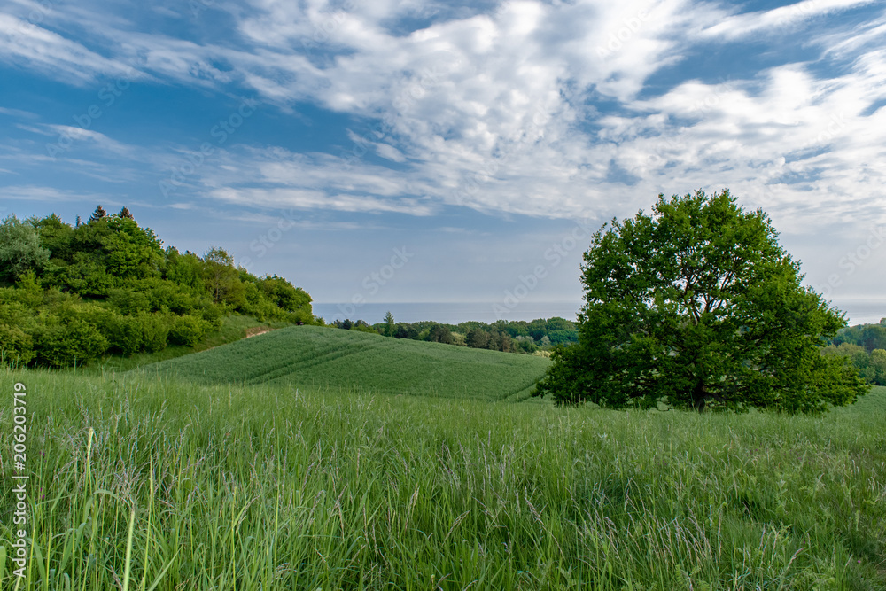 Fototapeta premium Natur auf Rügen