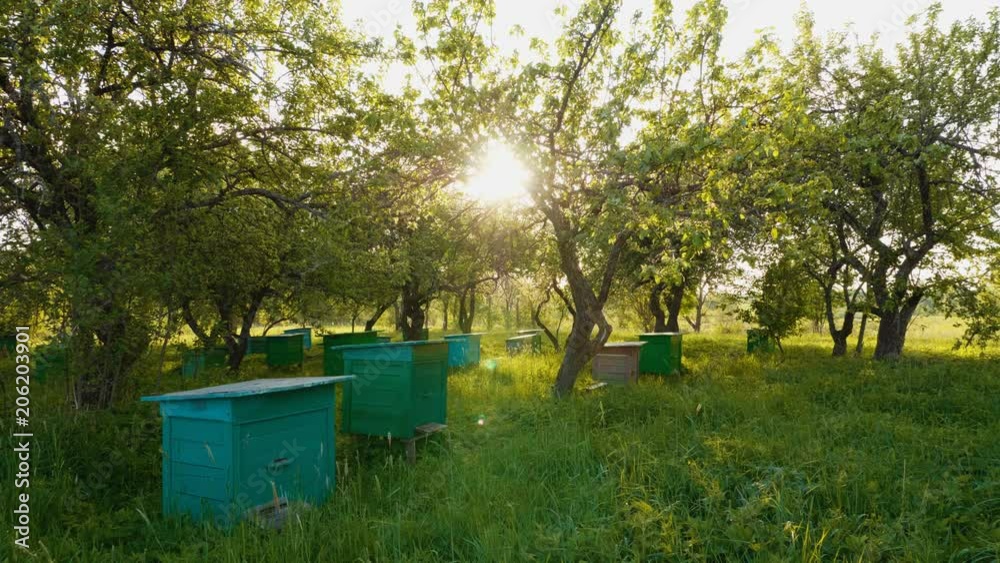 Shot of honey bee hives in spring apple garden against sunset background
Shot of honey bee hives in spring apple garden against sunset background