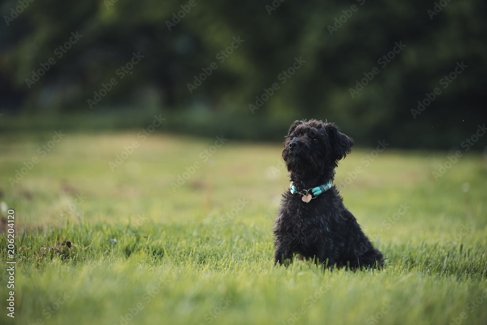 schwarzer Hund sitzt auf einer Wiese schwarzer Hund sitzt auf einer Wiese