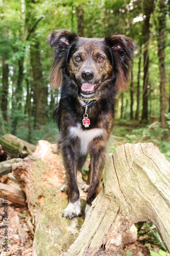 Hund Hund