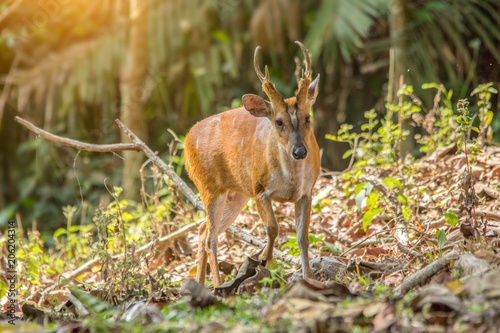 Barking deer or Muntjac deer in nature © Boonchai