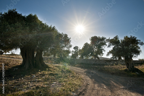 alte Olivenbäume Mallorca Oliven Sonne gegenlicht Insel Urlaub
