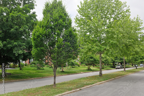 Urban neighborhood median strip with trees.
