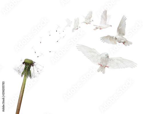 semi boken isolated dandelion and six flying doves