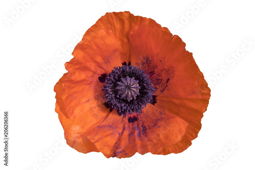 One opium poppy scarlet flower isolated on white.