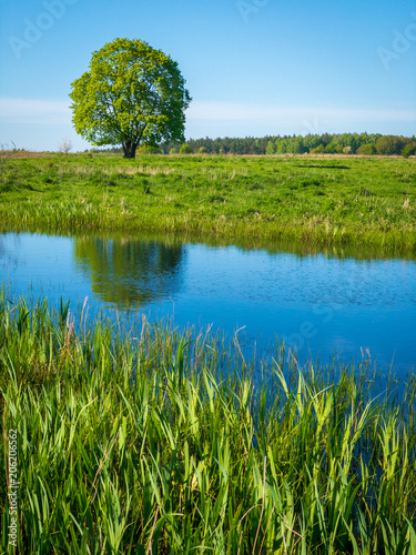 Peaceful summer landscape with green tree near a pond
