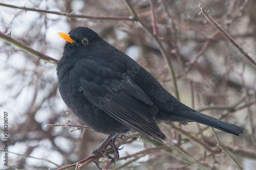 Amsel