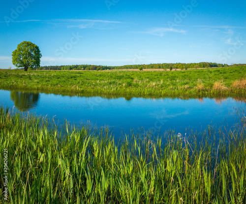 Peaceful summer landscape with green tree near a pond