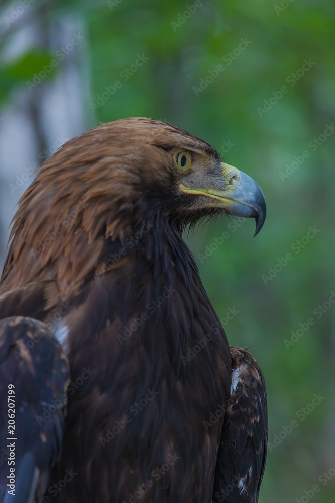 Eagle on a tree in the forest