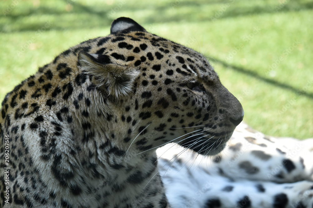 Fototapeta premium leopard