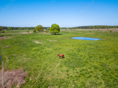 Horse is grazing at the green meadow near the pond