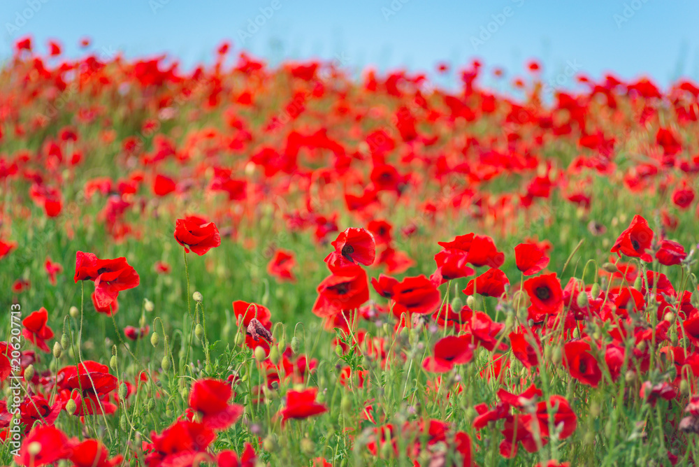 Remembrance day, Anzac Day, serenity. Opium poppy, botanical plant, ecology. Poppy flower field, harvesting. Summer and spring, landscape, poppy seed. Drug and love intoxication, opium, medicinal