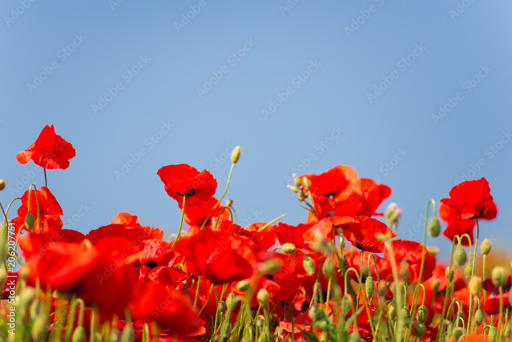 Obraz premium Remembrance day, Anzac Day, serenity. Opium poppy, botanical plant, ecology. Poppy flower field, harvesting. Summer and spring, landscape, poppy seed. Drug and love intoxication, opium, medicinal