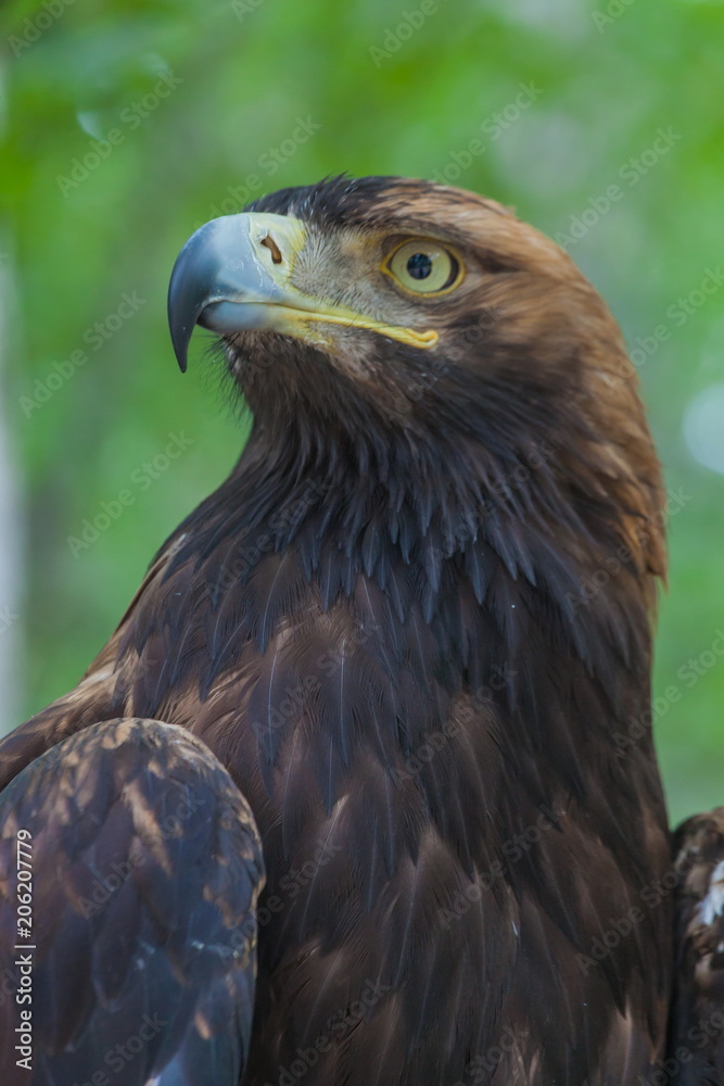 Obraz premium Eagle on a tree in the forest