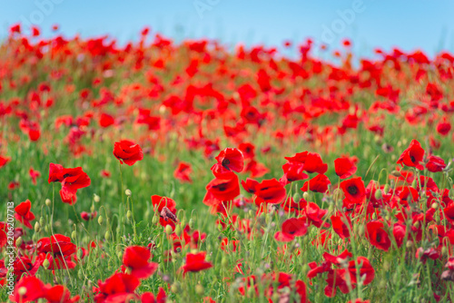 Remembrance day, Anzac Day, serenity. Opium poppy, botanical plant, ecology. Poppy flower field, harvesting. Summer and spring, landscape, poppy seed. Drug and love intoxication, opium, medicinal © Irina Sokolovskaya