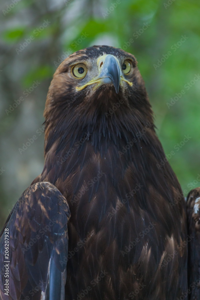 Obraz premium Eagle on a tree in the forest
