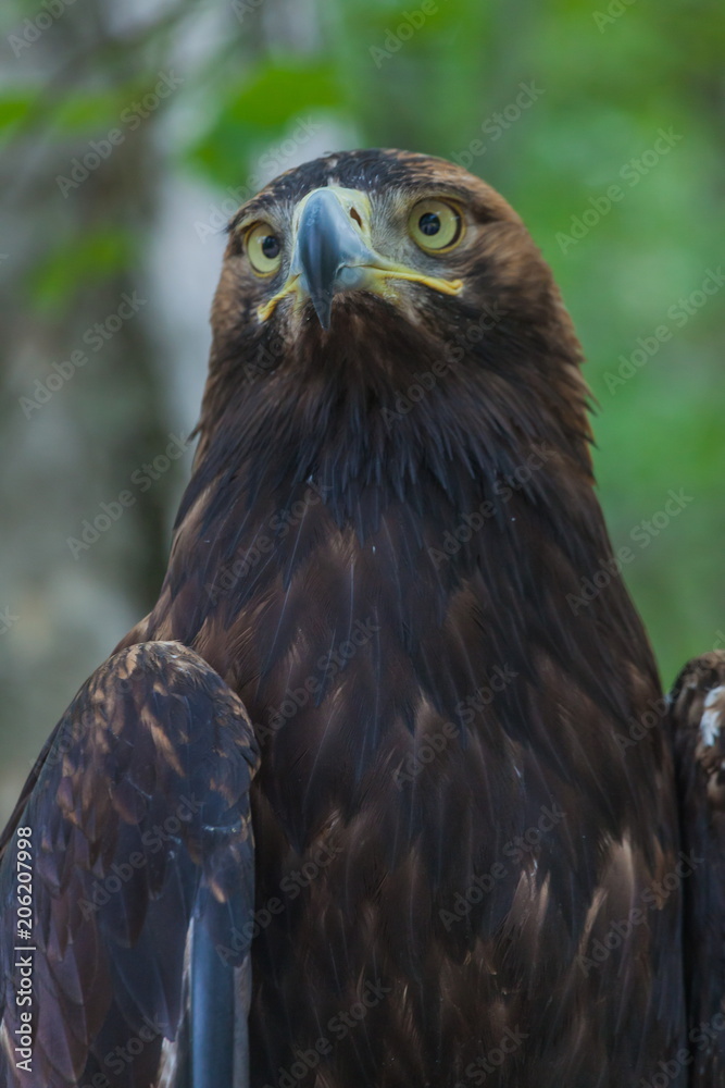 Fototapeta premium Eagle on a tree in the forest