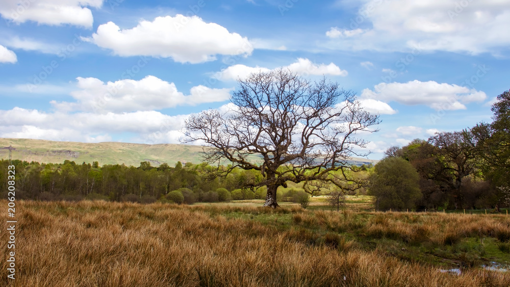 Picturesque scene of tree without foliage outlined by bright blue sky and wispy white clouds. Picturesque scene of tree without foliage outlined by bright blue sky and wispy white clouds.