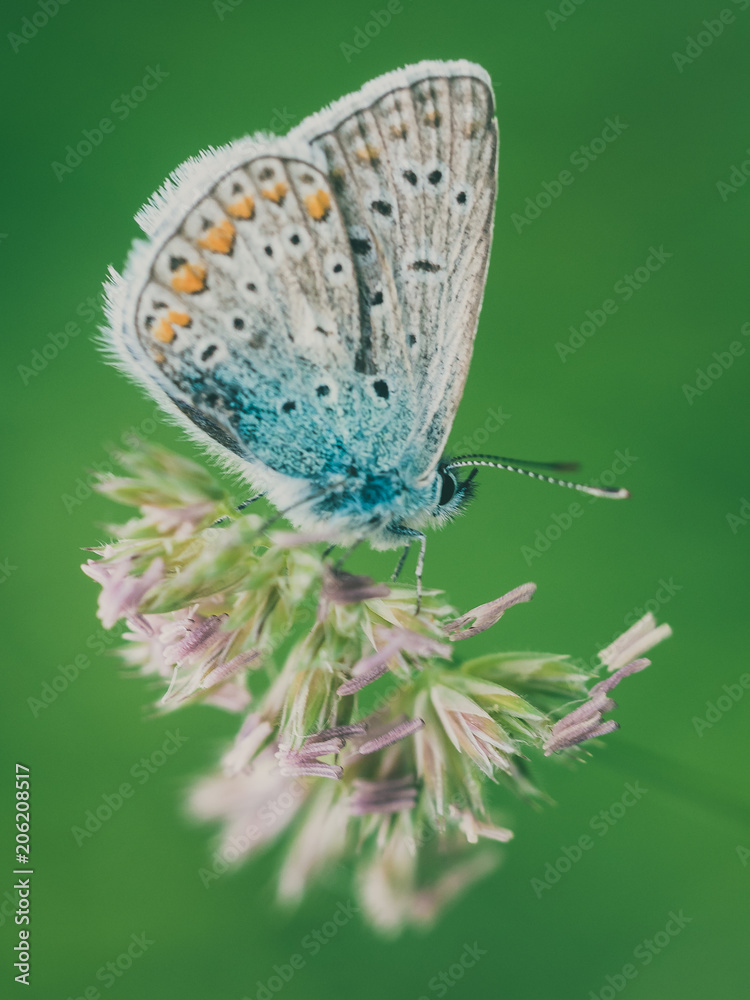 custom made wallpaper toronto digitalButterfly