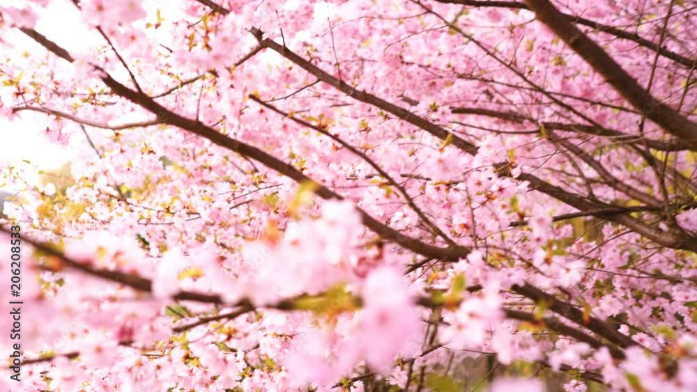 Blooming pink sacura trees. Cherry trees blooming Blooming pink sacura trees. Cherry trees blooming