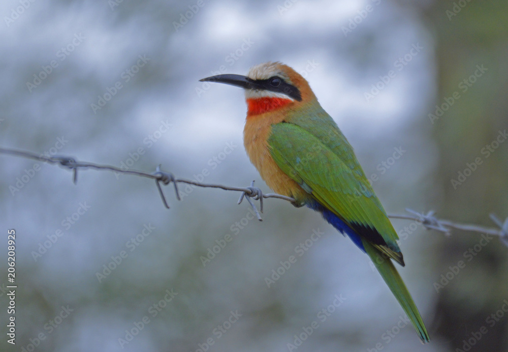 Fototapeta premium Wild life