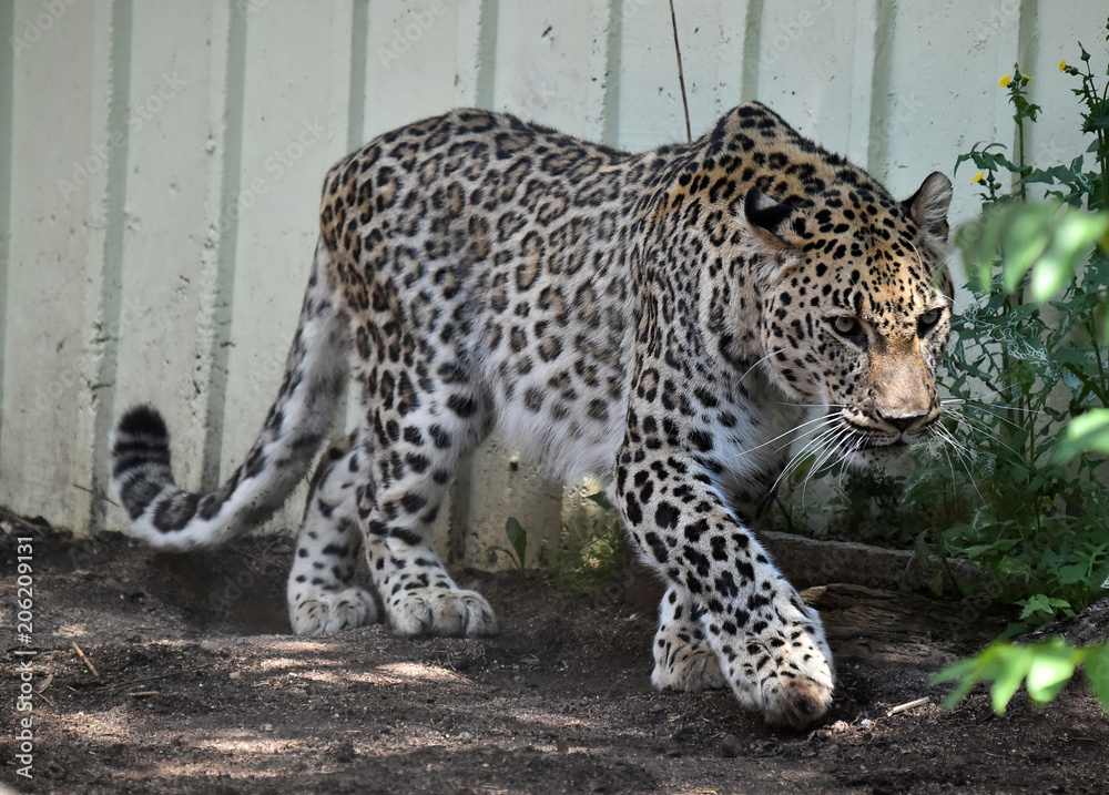 Leopard Leopard