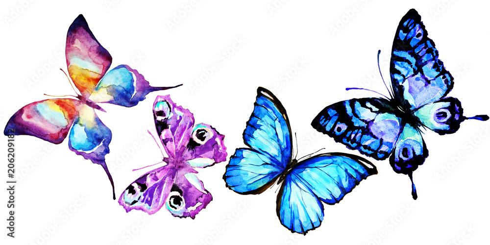 beautiful pink blue butterflies,watercolor,isolated on a white