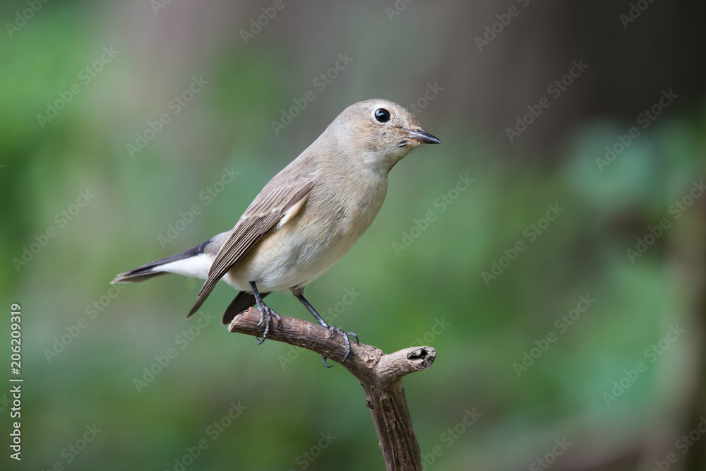 Taiga Flycatcher in Bangkok THAILAND Taiga Flycatcher in Bangkok THAILAND