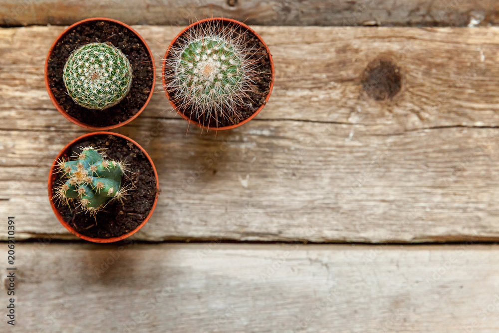 Different cactus on wooden background, ornamental plant on wood flat lay top view. Still Life Natural Three Cactus Plants on Vintage Wood Background Texture