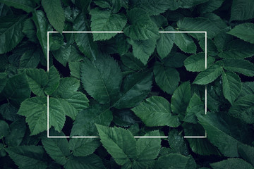 Nature background, abstract white frame in the leaves with copy space