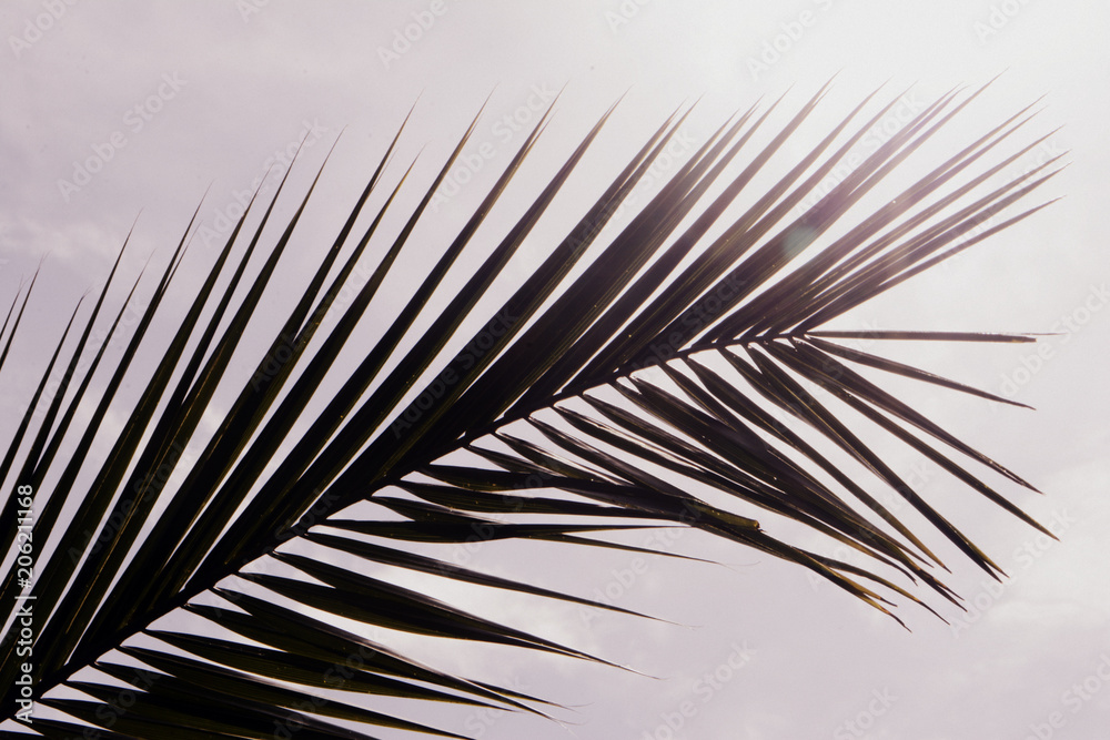 Obraz premium Palm leaves. Tropical tree