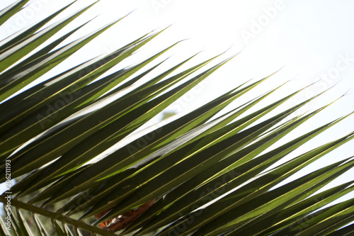 Palm leaves. Tropical tree