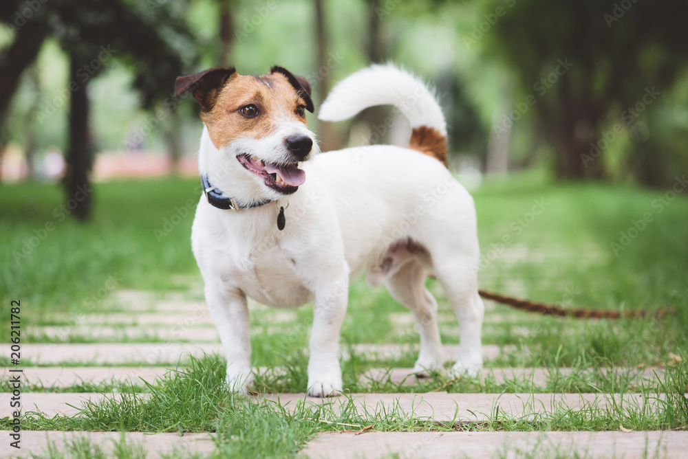 Jack Russell Terrier dog standing at free stack pose while walking outdoor on leash