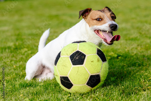Happy dog sitting on green grass with football (soccer) ball © alexei_tm